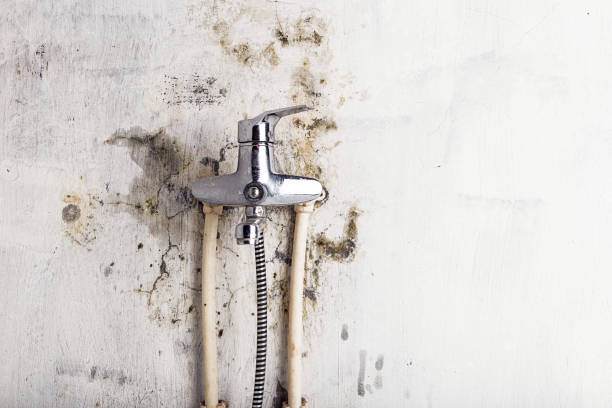 Best Emergency Mold Remediation in Whitewater, WI