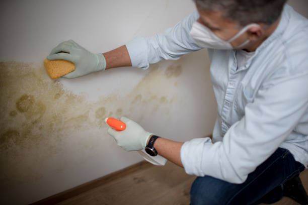 Professional Mold Remediation in Whitewater, WI