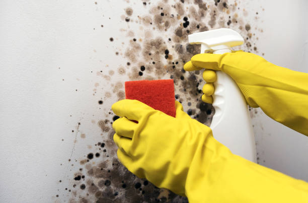 Best Residential Mold Remediation in Whitewater, WI