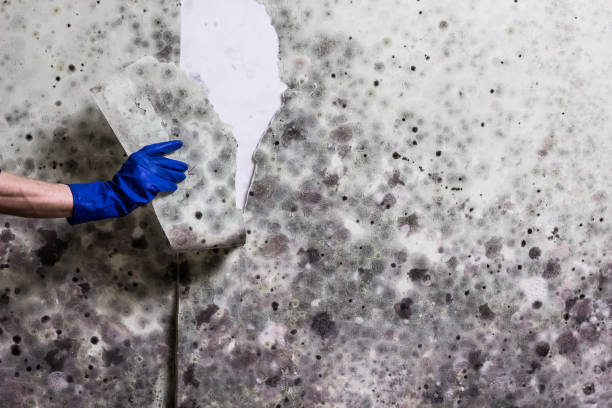 Best Bathroom Mold Remediation in Whitewater, WI